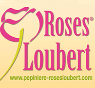 Roses Loubert