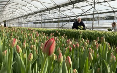 DES TULIPES POUR LES SOIGNANTS