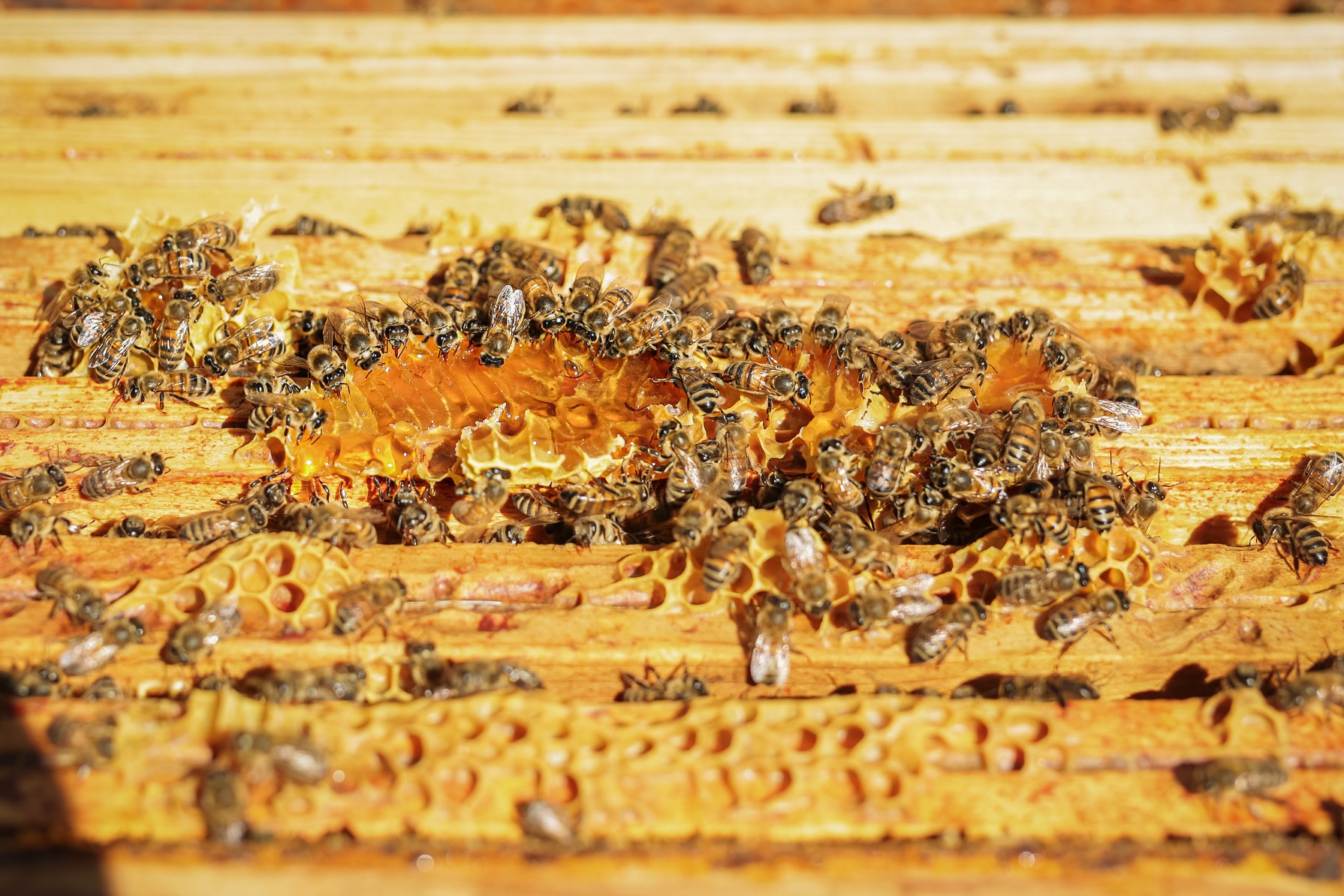 Photo d'abeilles