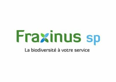 Fraxinus Sp